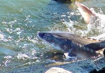 Columbia River sturgeon